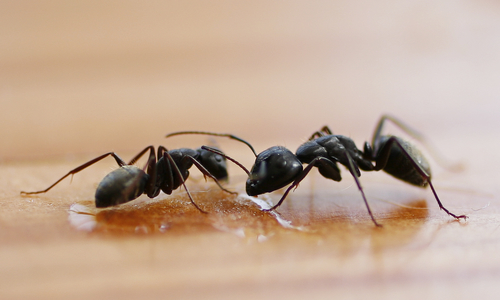 Black ants feeding being a pest in a kitchen