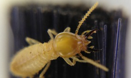 Termite soldier - Coptotermes lacteus