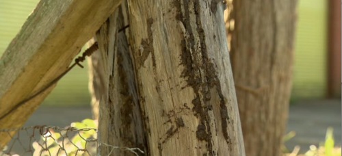 Termite mudding on fence