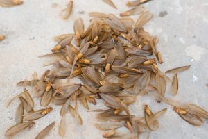 Dead flying termites (new kings and queens) and their shed wings on the floor
