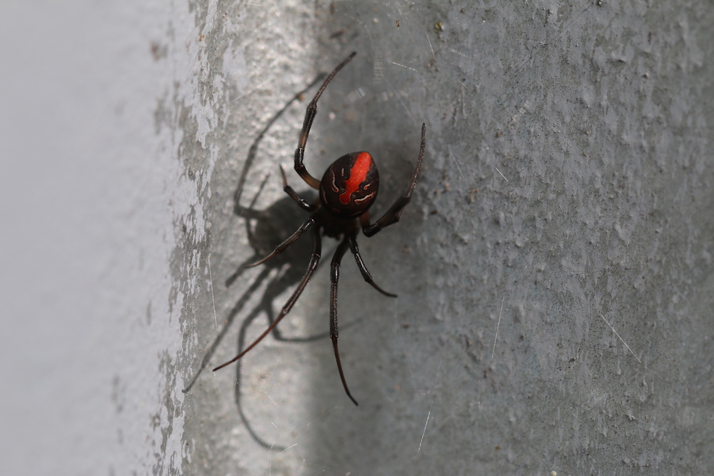 Redback spider image