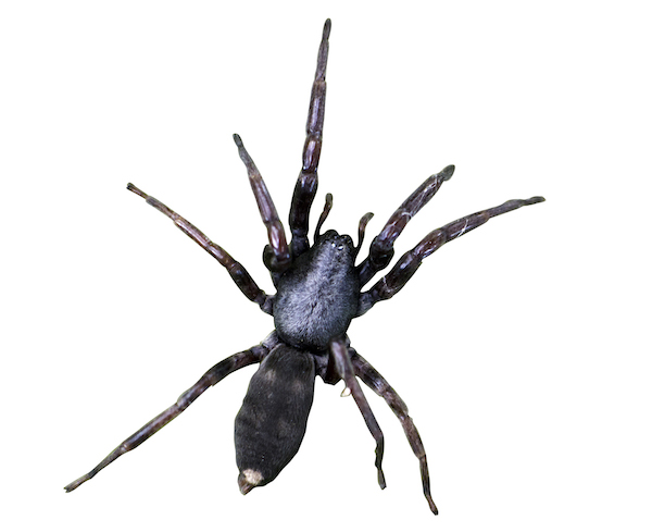 White tailed spider image