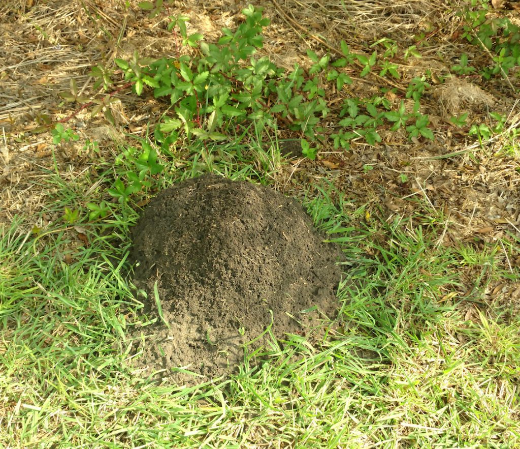 Fire ant nest image