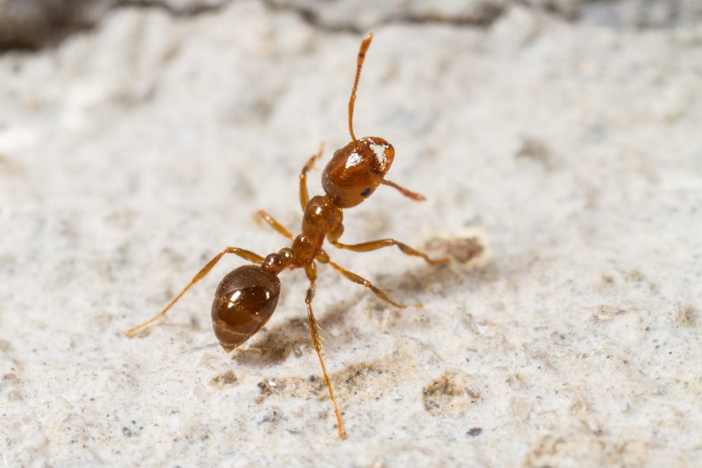 Red imported fire ant image