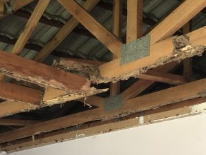 Termites damage causing collapse of roof