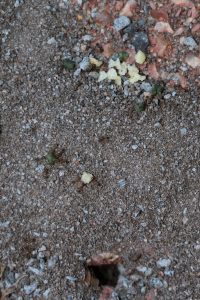 Ants moving ant bait granules image