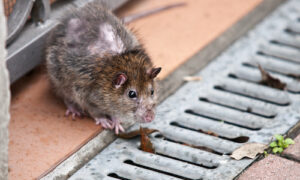 Rodent control brisbane