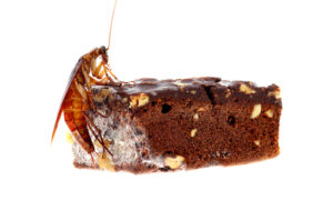 Cockroach on cake