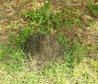 Red imported fire ant nest mound